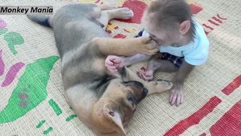 Cute puppy loves monkey..