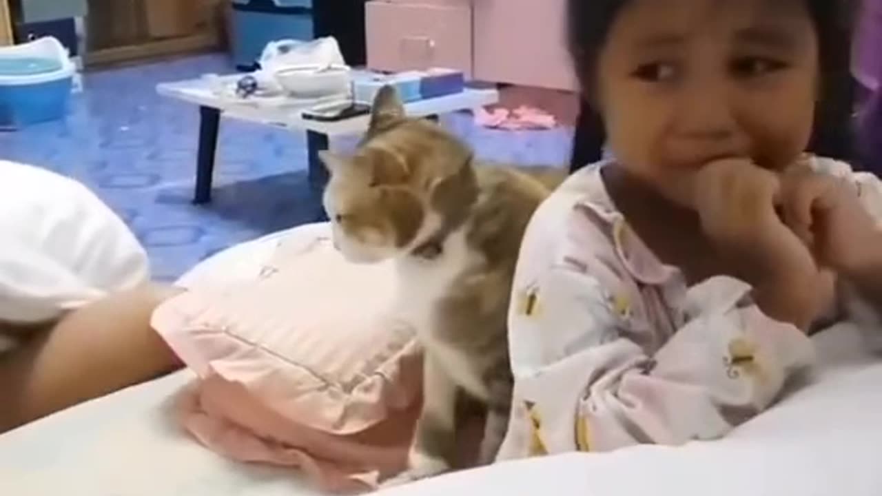 Funny animal videos new