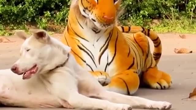 Molestando a perro con tigre falso