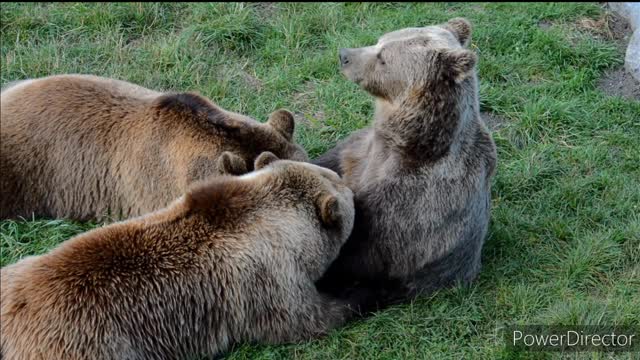 Behaviour of brown bears