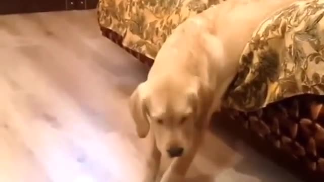 Who can imagine how lazy this dog is