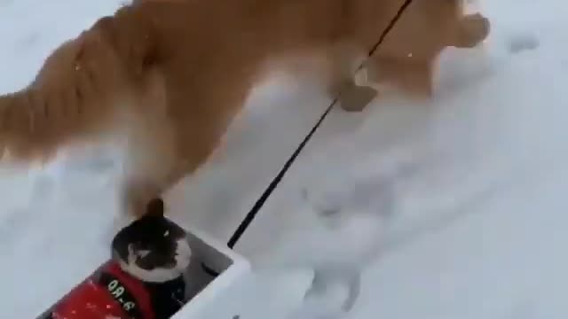 dog has fun with his cat friend, in the snow.