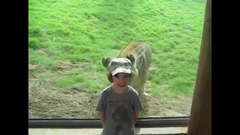 Kids At The Zoo: Compilation