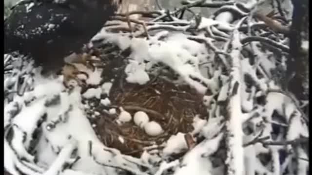 Mother eagle protects the nest through winter