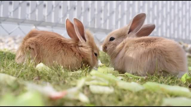 couple of cute rabbits