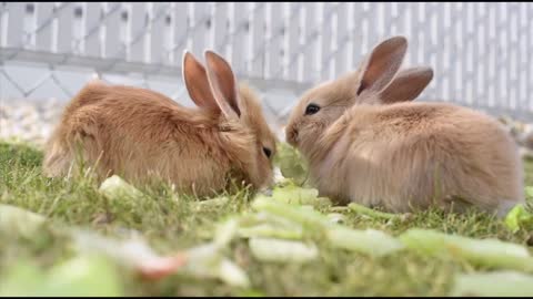 couple of cute rabbits