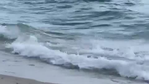 Shark Chases Stingray On Shoreline