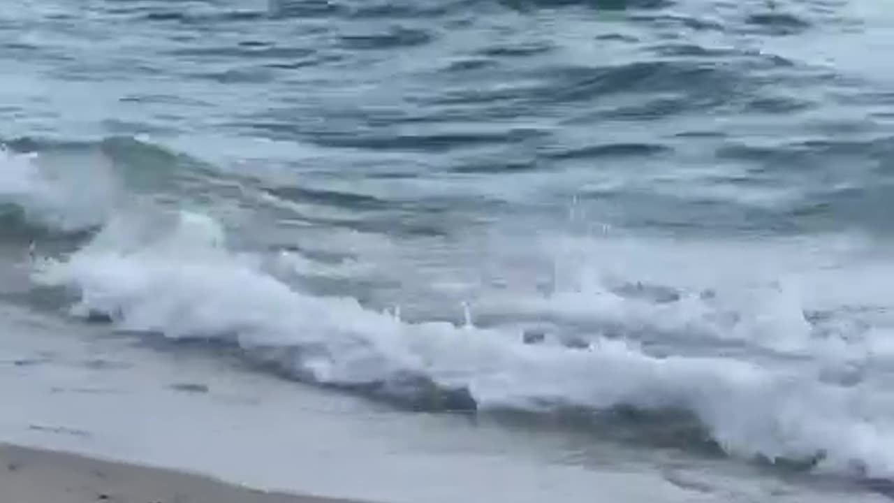 Shark Chases Stingray On Shoreline