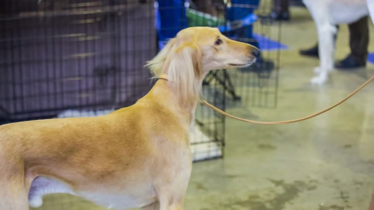 Athletic dog playing with owner. Close up on white purebred dog with long legs playing with