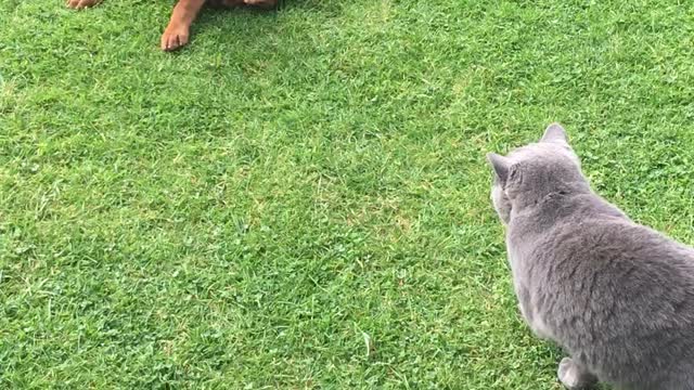 Vizsla Puppy vs British Shorthair Kitten playing!