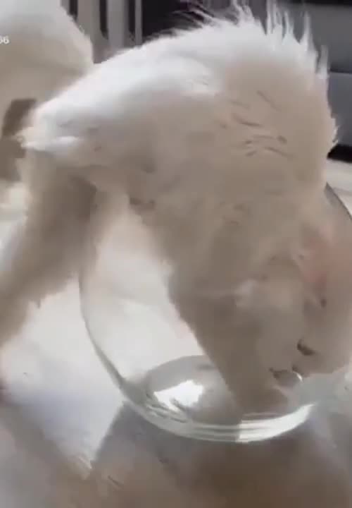 The most beautiful and funny pet videos