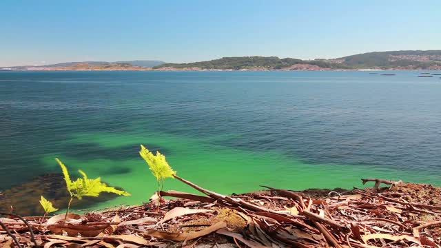 Relaxing Music with Nature Sounds, nature background video.