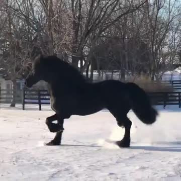 beautiful horces woow