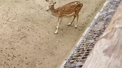 Leisure little sika deer