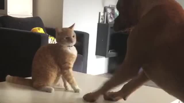 Dogue de Bordeaux vs. Cat Boxing match