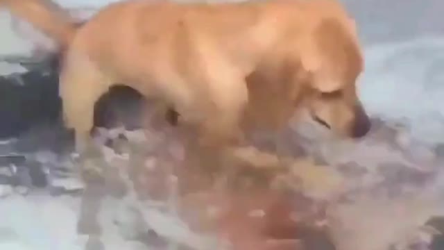 dog tries to kill his owner after discovering he was adopted and taken from his mother.