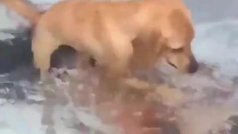 dog tries to kill his owner after discovering he was adopted and taken from his mother.