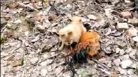 Funny animal videos, love it