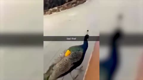 funny animals..