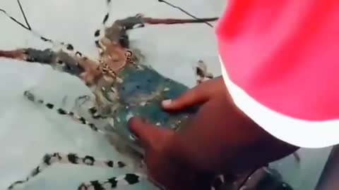 This is a beautiful and charming water-dwelling species