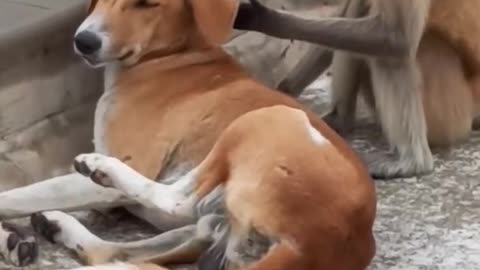 Dog and monkey funny videos