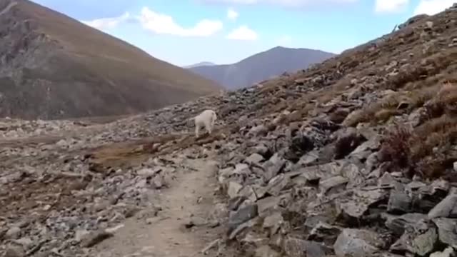 I met this white beast again. It's a rare snow sheep