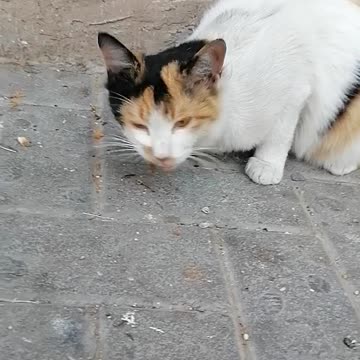 Cat eating food