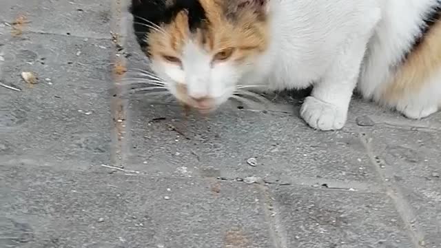 Cat eating food