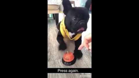 Cute and Funny Baby Dog