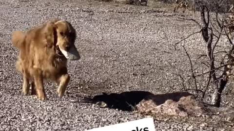 Pooch Adds to Her Pile of Rocks