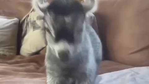 Small Coat is Dancing So Cute