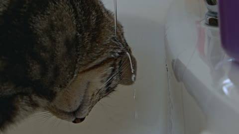 Cute cat playing with water