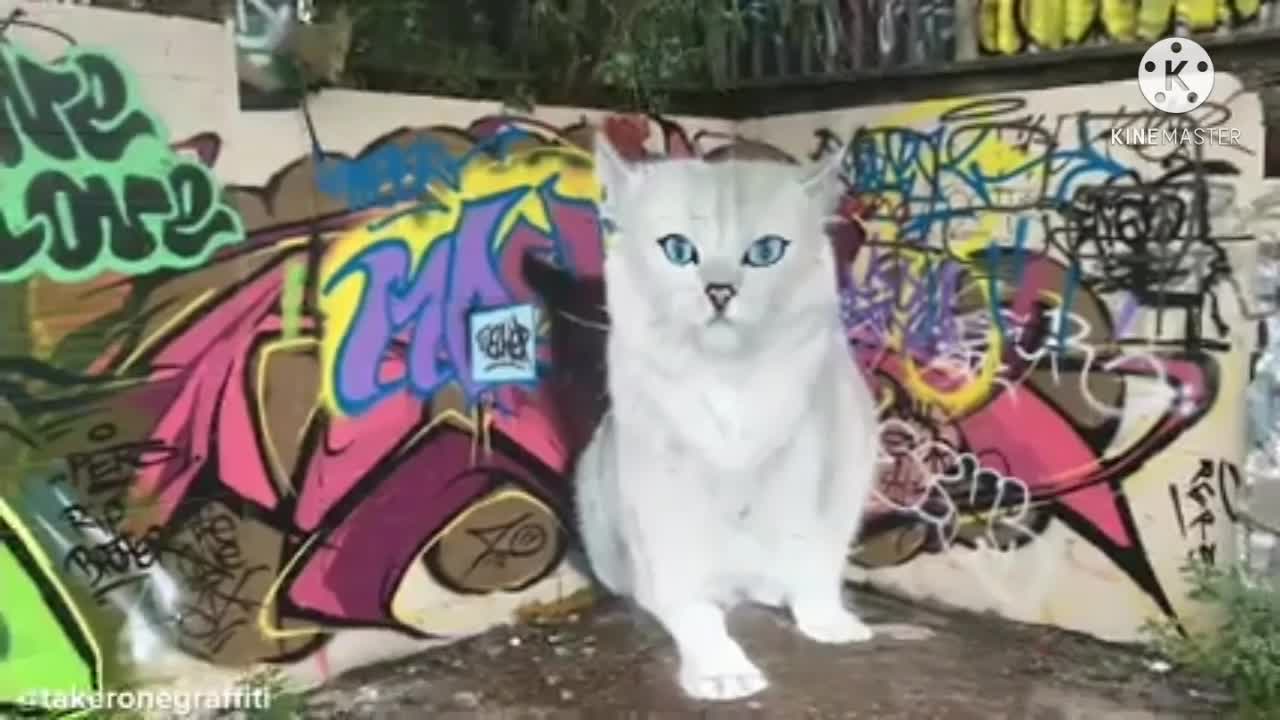 kitten model
