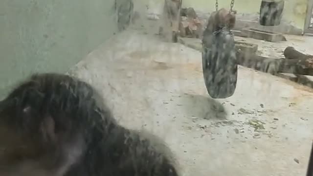 Gorilla