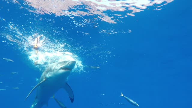 Great White Shark attacking bait