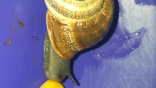 Snail and corn