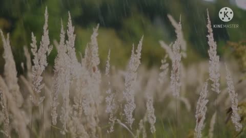 Heavy Rain with Rolling Thunder, Relaxing Sounds for Sleep