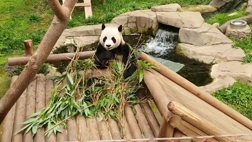 A hungry panda who eats bamboo deliciously