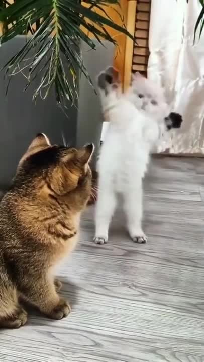 Like,joke,fun,kidding,explore,enjoy,dog,cat