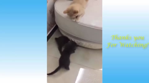 Cats Having Fun