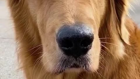 puppy playing basketball