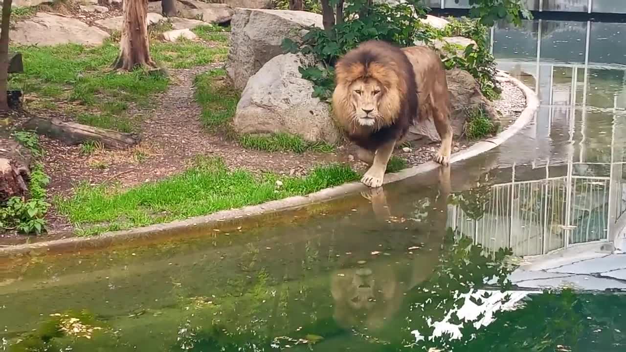 Hungry lion attack visiter in zoo | Lion attack