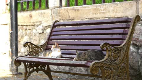 cats resting on a bench in the park.