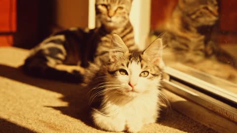 cute cats waking