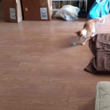 Silly Squeeker playtime