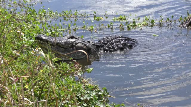 large bull alligator mating call