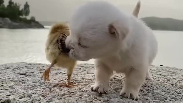 Cute Puppy with his friend are enjoying the play