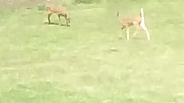 Baby deer follow mom back into the woods