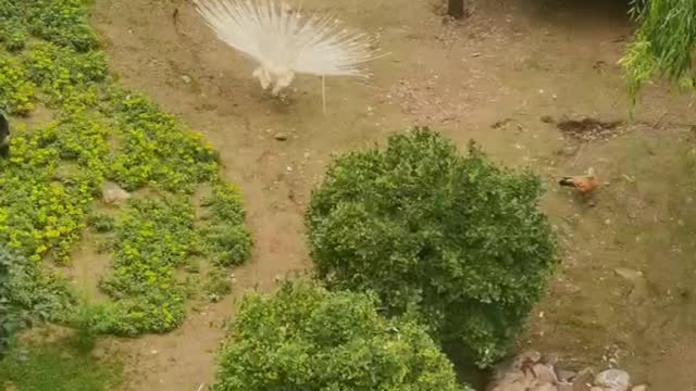 rare white peacock