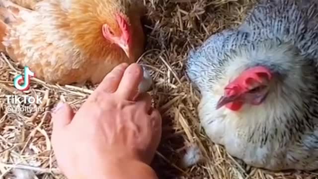 Getting eggs to eat